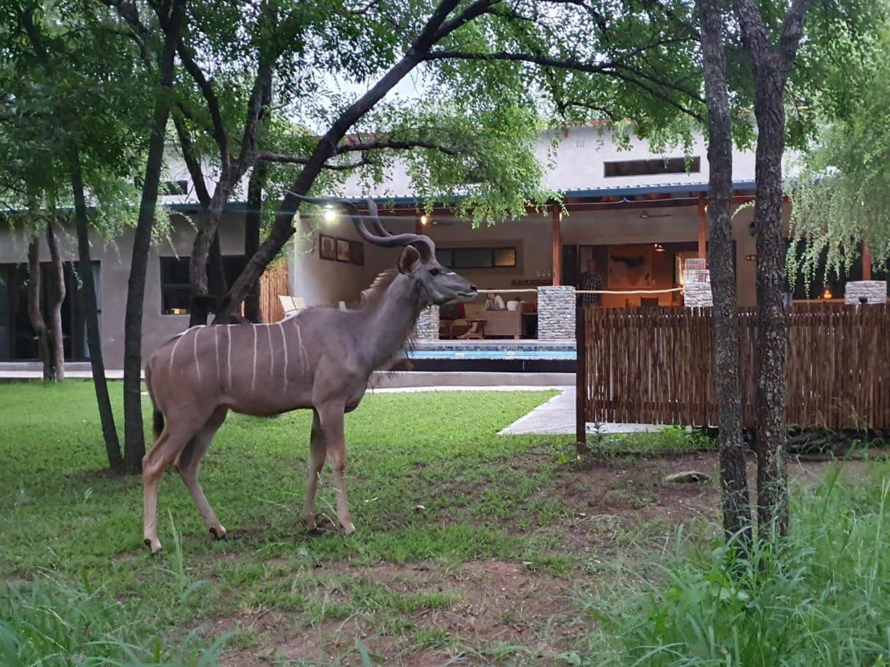 Dream Of Africa Bush Lodge Marloth Park Kültér fotó