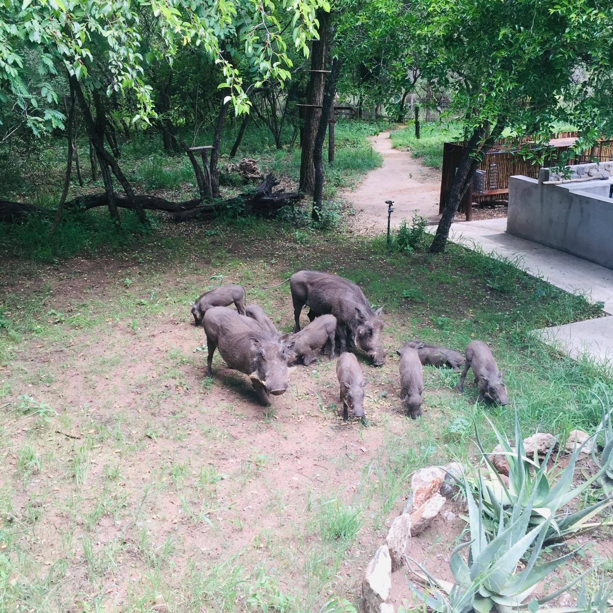 Dream Of Africa Bush Lodge Marloth Park Kültér fotó